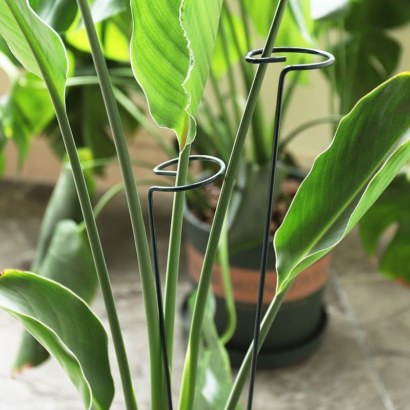 1/10 stücke Garten Unterstützu – Plant Parent Tools Bewertung und Preis