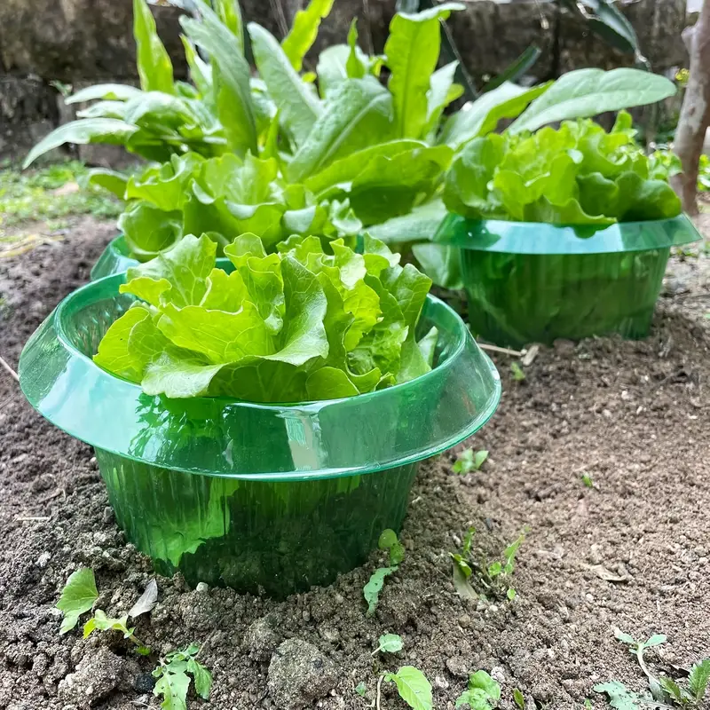 Pflanzen Slug Schutz Ringe Gem – Plant Parent Tools Bewertung und Preis