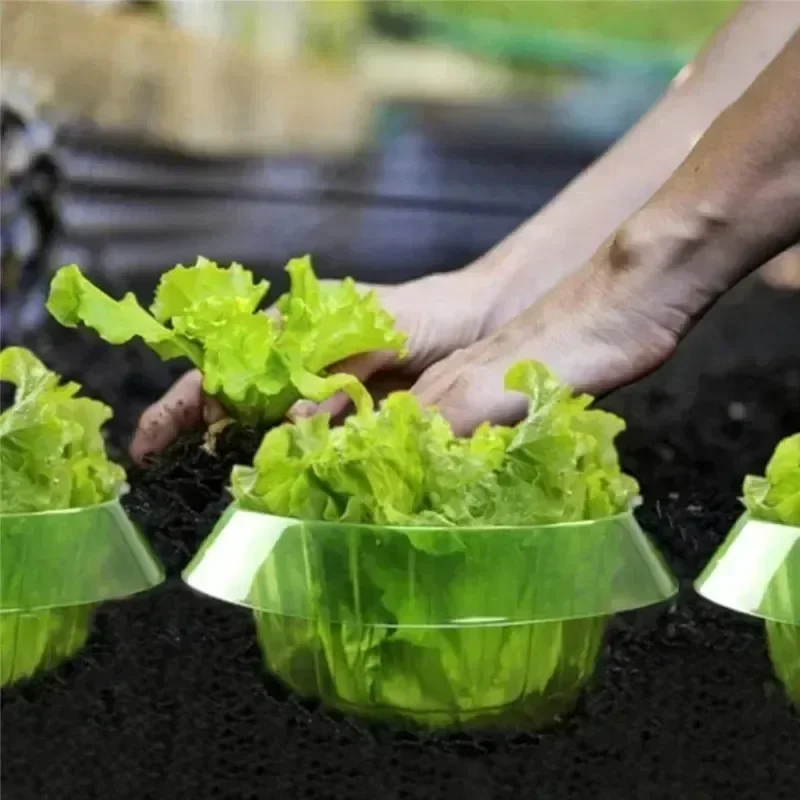 Pflanzen Slug Schutz Ringe Gem – Plant Parent Tools Bewertung und Preis